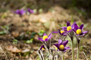 подснежники, сон трова, весна пришла пробуждение лес бабочка шмель