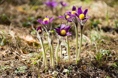 подснежники, сон трова, весна пришла пробуждение лес бабочка шмель