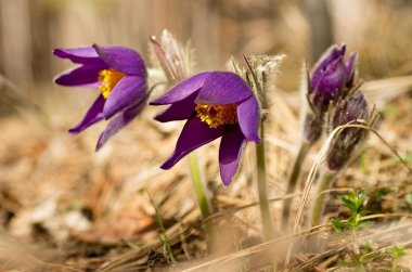 подснежники, сон трова, весна пришла пробуждение лес бабочка шмель