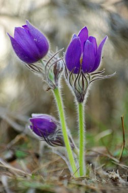 подснежники, сон трова, весна пришла пробуждение лес бабочка шмель