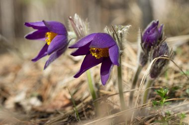подснежники, сон трова, весна пришла пробуждение лес бабочка шмель