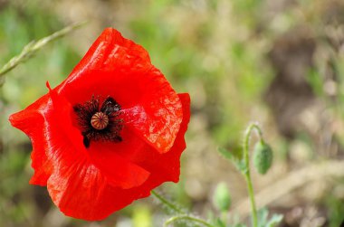 маки, цветы, лето, растения, поле, красное, луг, мак, зелень