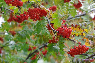 РЯБИНА, ягода, дерево, листва, осень