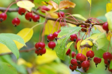 РЯБИНА, ягода, дерево, листва, осень