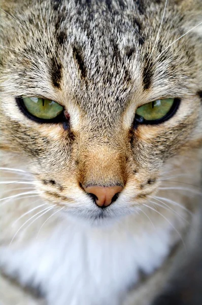 Кот морда крупно глаза — Stockfoto