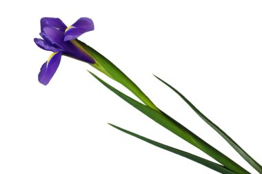 цветок ирис