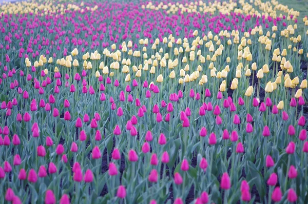 Ça a été fait, ça a été fait, ça a été fait, ça a été fait. — Photo