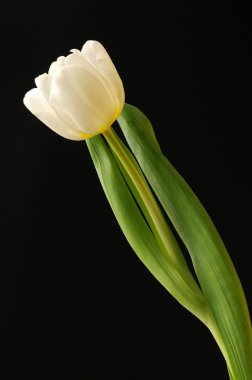 цветок тюльпан