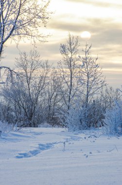 ???? ????? ????? ????? ??????? ??????? ???? ??? ?????? ???? kış buz soğuk soğuk doğa şafak kar orman güneş Frost