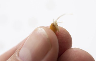 Buğday filizli buğday çavdar sağlıklı diyet yiyecekler yiyerek hayat filizlenir.