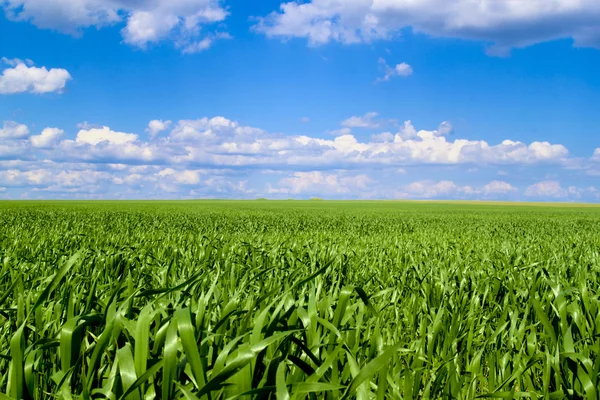 Campo verde Rechtenvrije Stockafbeeldingen