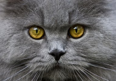 Gri kedi