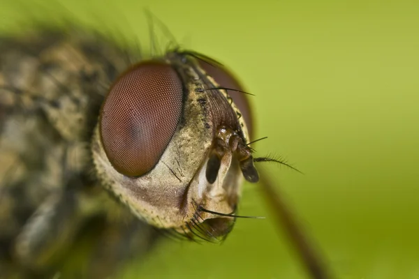 Brown Fly — Stock Photo, Image