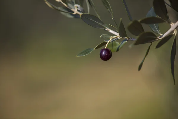 Oliven auf einem Baum — Stockfoto