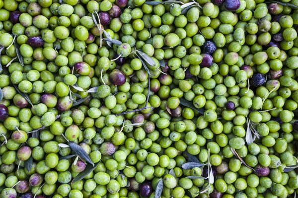 Harvested olives — Stock Photo, Image