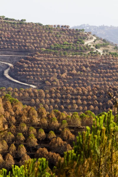 Remains of a forest fire — Stock Photo, Image