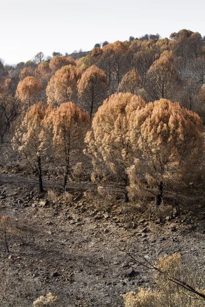 Restos de un incendio forestal — Foto de Stock