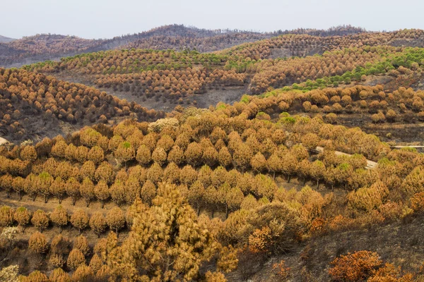 Überreste eines Waldbrandes — Stockfoto