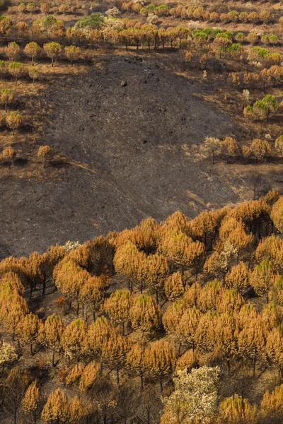 Überreste eines Waldbrandes — Stockfoto