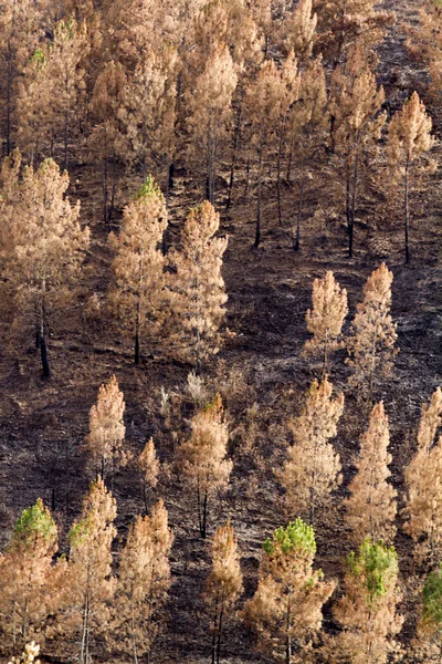 Restos de um incêndio florestal — Fotografia de Stock