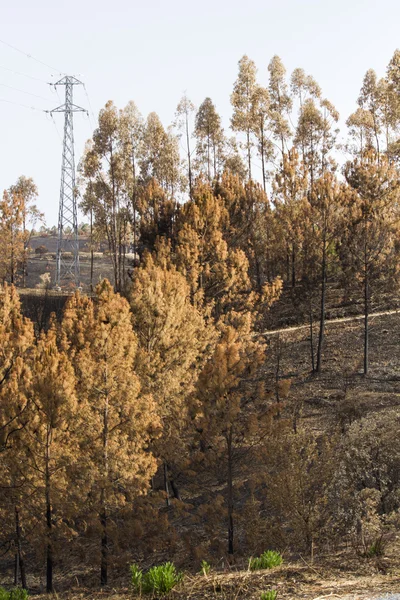 Remains of a forest fire — Stock Photo, Image