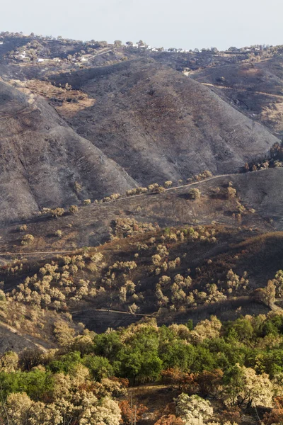 Remains of a forest fire — Stock Photo, Image