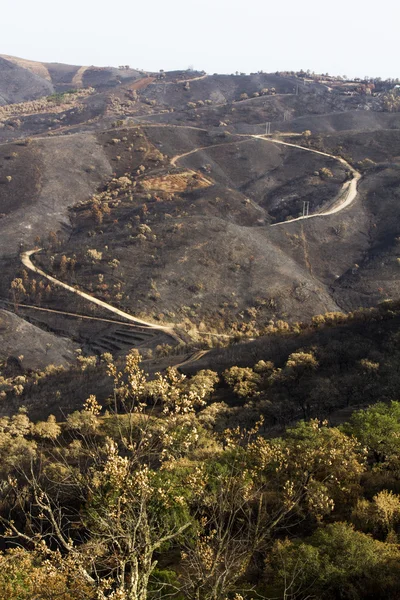 Restos de um incêndio florestal — Fotografia de Stock