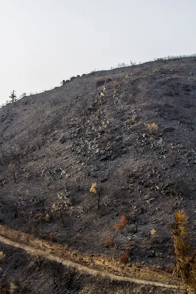 Remains of a forest fire — Stock Photo, Image