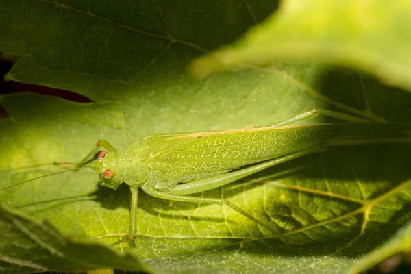 European Grasshopper (Tettigonia viridissima) — Stock Photo, Image