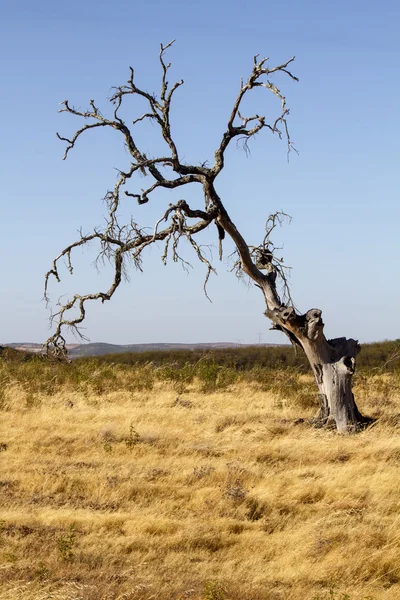 Zmarłe drzewo na suchy ląd — Zdjęcie stockowe