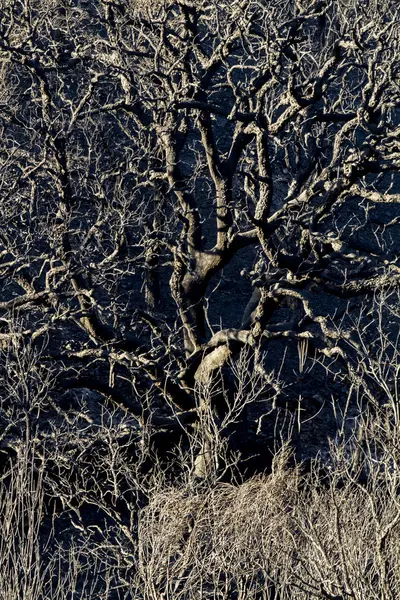 Restes d'un feu de forêt — Photo