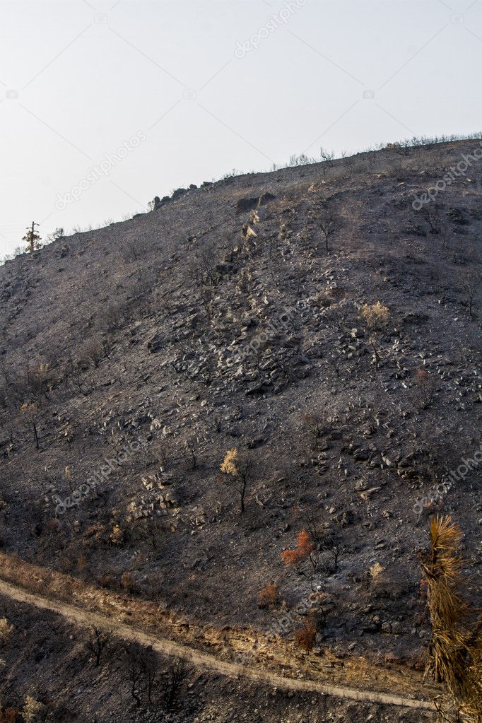 remains of a forest fire
