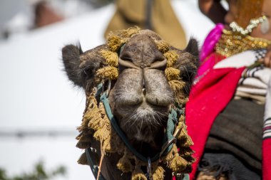 medieval camel clipart