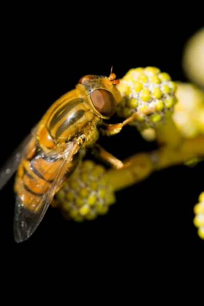 Πορτοκαλί hoverfly — Φωτογραφία Αρχείου