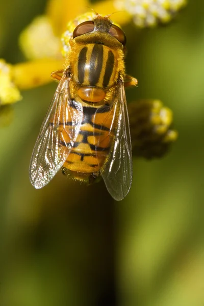 Orange hoverfly — Stockfoto