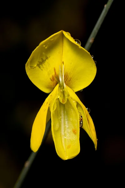 Weaver's Broom (Spartium junceum) — Stock Photo, Image