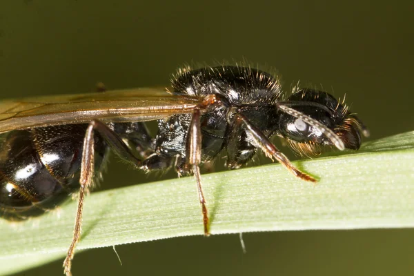 Harvester Ant (Messor barbarus) — Stock Photo, Image