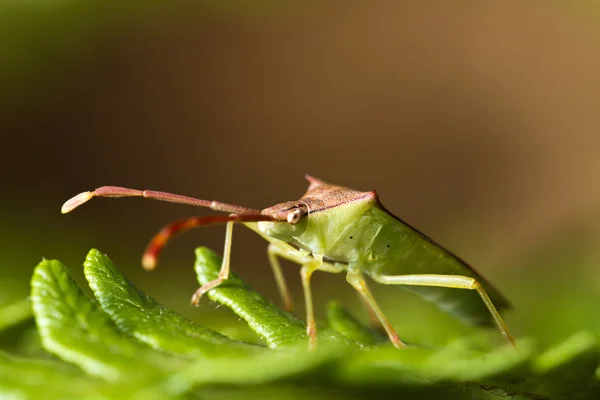 南の緑のカメムシ (ミナミアオカメムシ) — ストック写真