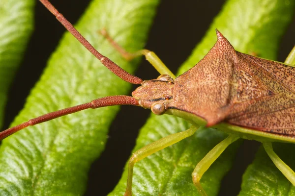 Haploprocta sulcicornis bug — Stockfoto