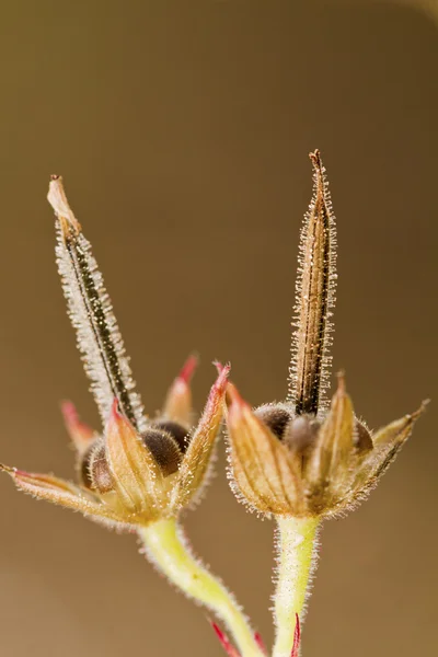 Cranesbill à feuilles coupées (géranium dissectum ) — Photo