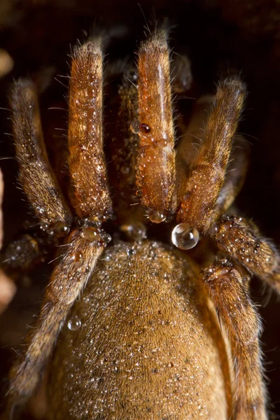 Araña en posición de ataque —  Fotos de Stock