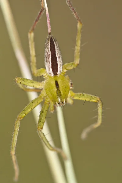 Green huntsman spider (Micrommata virescens) — Stock Photo, Image