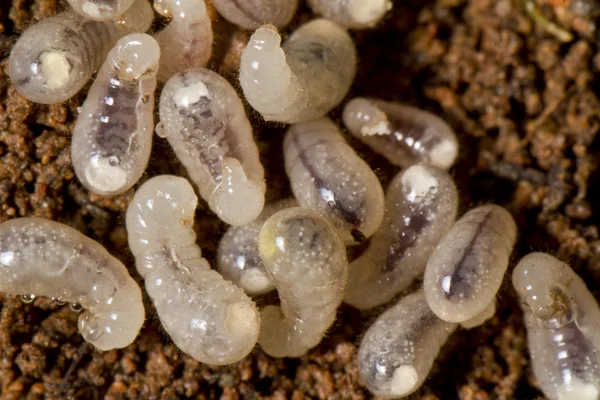 Baby ant larva — Stock Photo, Image