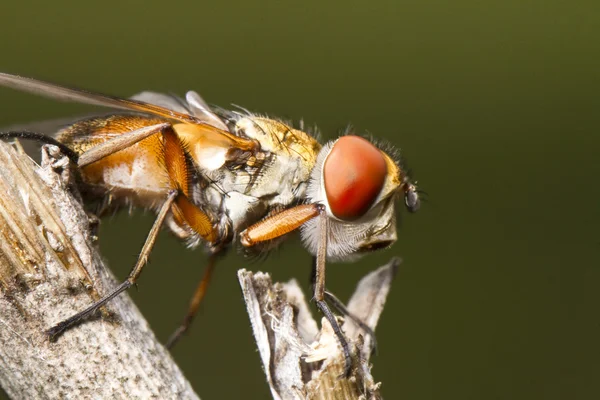 Mosca da tachina — Fotografia de Stock