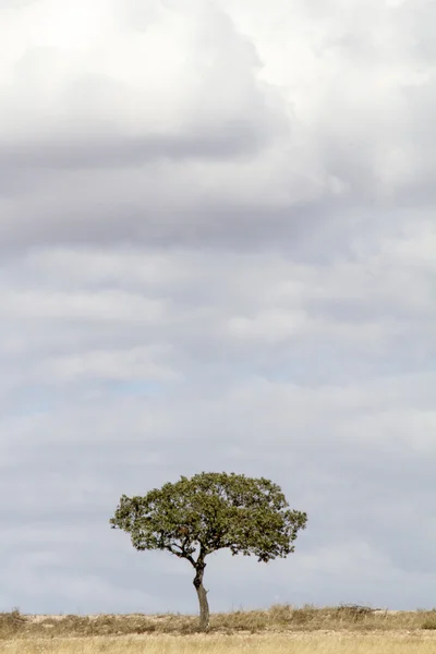 Lonely tree and cloudy sky — Stock Photo, Image