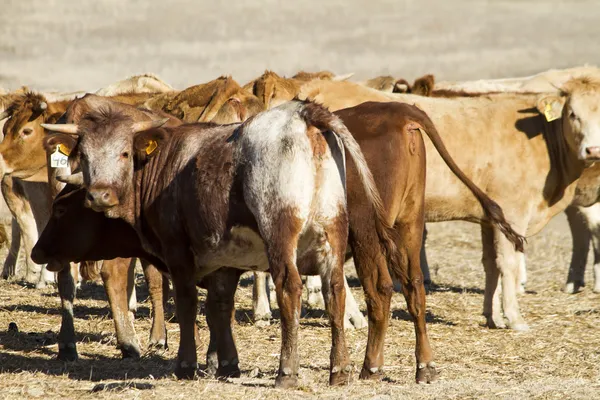 Vacas marrons — Fotografia de Stock