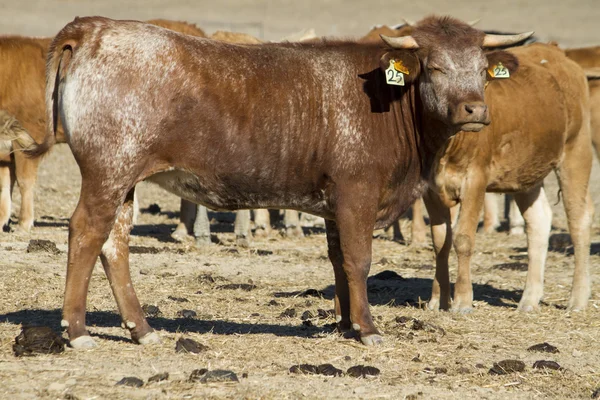 Brown cows — Stock Photo, Image