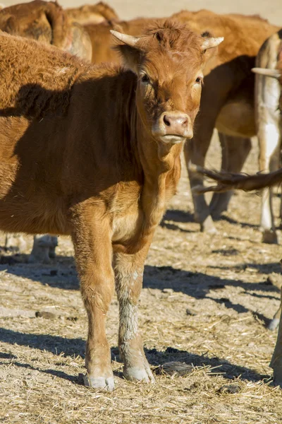 Vacas marrons — Fotografia de Stock