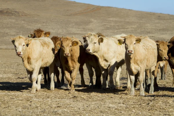 Brown cows — Stock Photo, Image