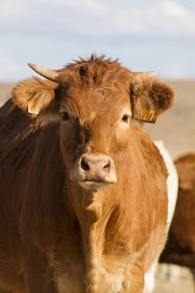 Vacas pardas — Foto de Stock